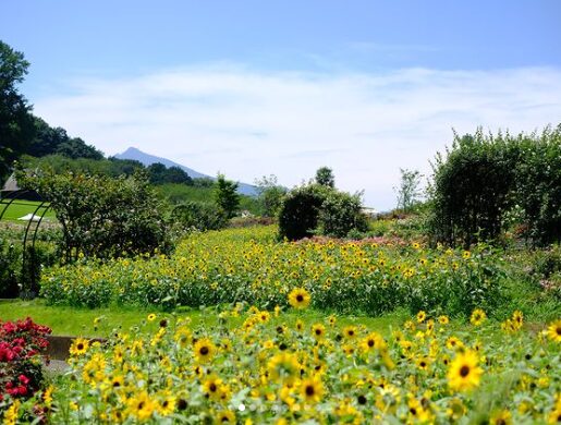 2024年茨城県　子連れひまわりスポット　石岡フラワーパーク